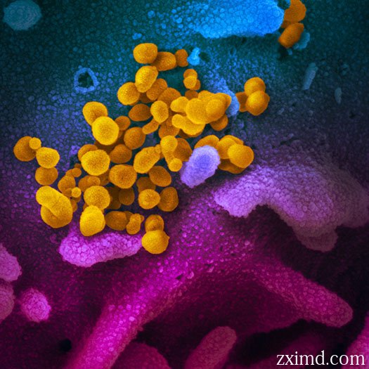 新型冠狀病毒圖片